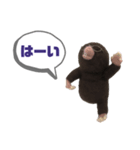写真家もぐらさん（個別スタンプ：3）