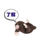 写真家もぐらさん（個別スタンプ：5）
