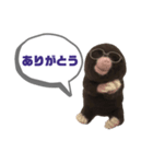 写真家もぐらさん（個別スタンプ：6）