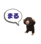 写真家もぐらさん（個別スタンプ：8）