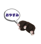 写真家もぐらさん（個別スタンプ：9）