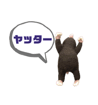 写真家もぐらさん（個別スタンプ：11）