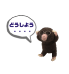 写真家もぐらさん（個別スタンプ：15）