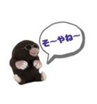 写真家もぐらさん（個別スタンプ：19）