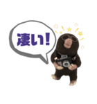 写真家もぐらさん（個別スタンプ：21）