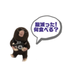 写真家もぐらさん（個別スタンプ：39）