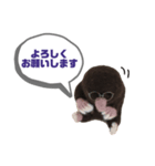 写真家もぐらさん（個別スタンプ：40）