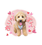 ぽんスタ♡（個別スタンプ：1）