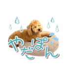 ぽんスタ♡（個別スタンプ：5）