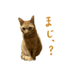 かわいいゆるねこ（個別スタンプ：7）