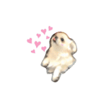 どうみてもアイドル犬（個別スタンプ：1）