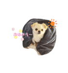 どうみてもアイドル犬（個別スタンプ：2）