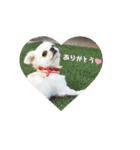 どうみてもアイドル犬（個別スタンプ：4）