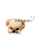 どうみてもアイドル犬（個別スタンプ：5）