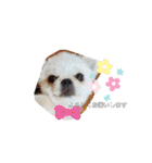 どうみてもアイドル犬（個別スタンプ：9）