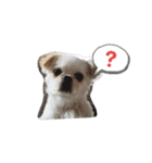 どうみてもアイドル犬（個別スタンプ：11）
