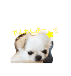 どうみてもアイドル犬（個別スタンプ：13）