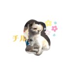 どうみてもアイドル犬（個別スタンプ：15）