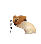 どうみてもアイドル犬（個別スタンプ：20）