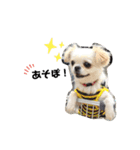どうみてもアイドル犬（個別スタンプ：22）
