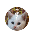 cat0032 vol. 5 bob（個別スタンプ：5）