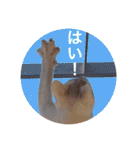 cat0032 vol. 5 bob（個別スタンプ：11）