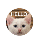 cat0032 vol. 5 bob（個別スタンプ：13）