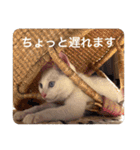 cat0032 vol. 5 bob（個別スタンプ：17）