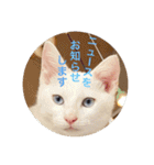 cat0032 vol. 5 bob（個別スタンプ：19）