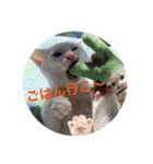 cat0032 vol. 5 bob（個別スタンプ：23）