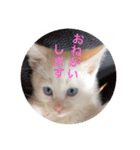 cat0032 vol. 5 bob（個別スタンプ：29）