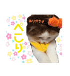 日常で使えるおもちちゃんスタンプ（個別スタンプ：7）
