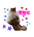 日常で使えるおもちちゃんスタンプ（個別スタンプ：21）