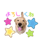 日常で使えるおもちちゃんスタンプ（個別スタンプ：24）