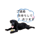 Yu-moin愛犬スタンプ2(姪ちゃん作おまけ付)（個別スタンプ：3）