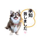 Yu-moin愛犬スタンプ2(姪ちゃん作おまけ付)（個別スタンプ：4）