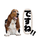 Yu-moin愛犬スタンプ2(姪ちゃん作おまけ付)（個別スタンプ：5）