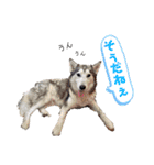 Yu-moin愛犬スタンプ2(姪ちゃん作おまけ付)（個別スタンプ：6）