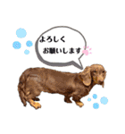 Yu-moin愛犬スタンプ2(姪ちゃん作おまけ付)（個別スタンプ：9）