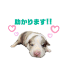 Yu-moin愛犬スタンプ2(姪ちゃん作おまけ付)（個別スタンプ：10）