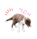 Yu-moin愛犬スタンプ2(姪ちゃん作おまけ付)（個別スタンプ：11）