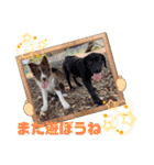 Yu-moin愛犬スタンプ2(姪ちゃん作おまけ付)（個別スタンプ：12）