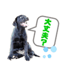 Yu-moin愛犬スタンプ2(姪ちゃん作おまけ付)（個別スタンプ：13）