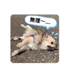Yu-moin愛犬スタンプ2(姪ちゃん作おまけ付)（個別スタンプ：14）