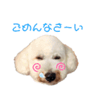 Yu-moin愛犬スタンプ2(姪ちゃん作おまけ付)（個別スタンプ：15）