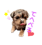Yu-moin愛犬スタンプ2(姪ちゃん作おまけ付)（個別スタンプ：16）