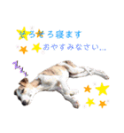 Yu-moin愛犬スタンプ2(姪ちゃん作おまけ付)（個別スタンプ：20）