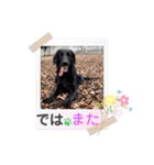 Yu-moin愛犬スタンプ2(姪ちゃん作おまけ付)（個別スタンプ：21）