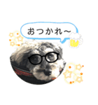 シュナウザー(ジルバ4)（個別スタンプ：5）