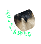 こんぶの疑念（個別スタンプ：2）
